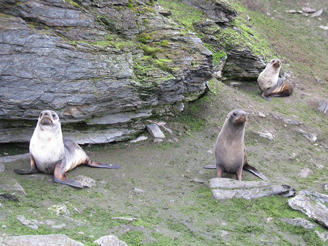 Fur seals Signey Island, South Orkney Islands